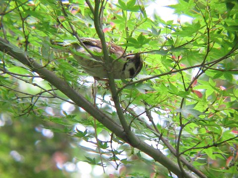 スズメの餌 えさ オオモミジの枝先でアブラムシ アリマキ を食べる 京都 洛西の野鳥 Diastataxy