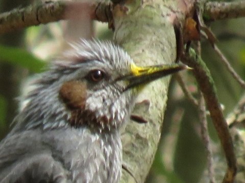 ヒヨドリの餌 えさ ヤブツバキの花蜜 かみつ を食べる 嘴のつけ根が黄色い 京都 洛西の野鳥 Diastataxy