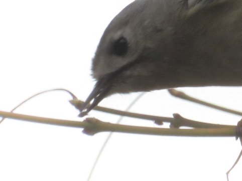 キクイタダキの餌 えさ 枝先でアブラムシ アリマキ を食べる 京都 洛西の野鳥 Diastataxy