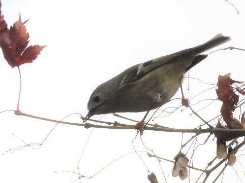 キクイタダキの餌 えさ 枝先でアブラムシ アリマキ を食べる 京都 洛西の野鳥 Diastataxy