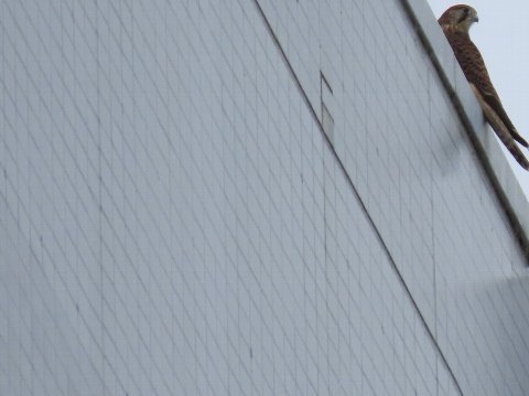 �����������Ђ�(�c��) - 6�����{