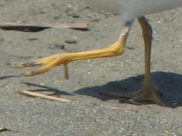 ソリハシシギの足