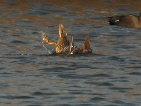 翼を使って潜水するオカヨシガモ