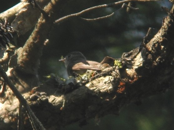 コサメビタキは少量の巣材を運ぶことが多い