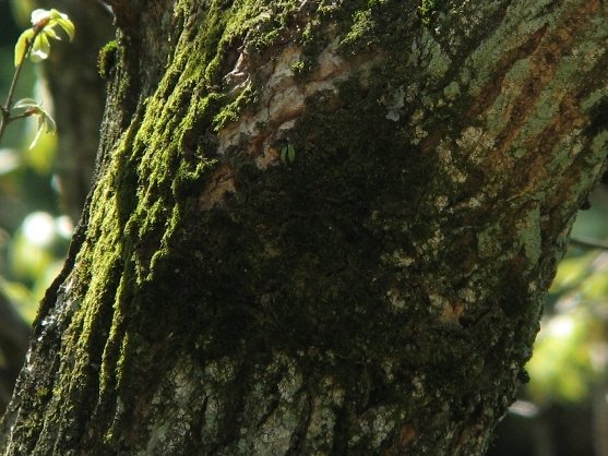 コサメビタキが巣材を調達していたコケの生えたコナラの幹