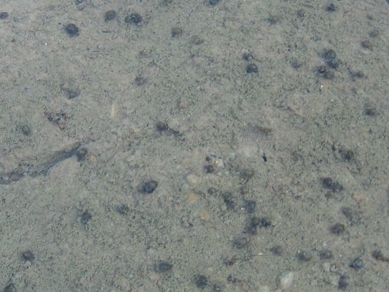 水底にスクミリンゴガイの稚貝