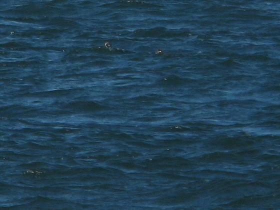 波間をよく見るとシノリガモ。おす(左)とめす