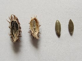 オオオナモミの果苞の縦断面(左)と種子