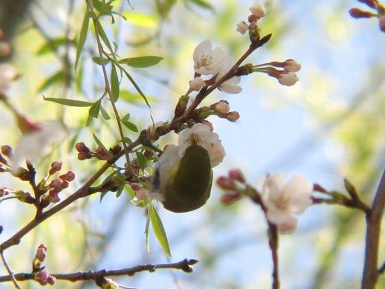 桜(ソメイヨシノ)の花蜜を食べるメジロ