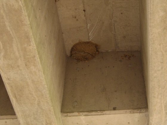 スズメが営巣しているコシアカツバメの巣