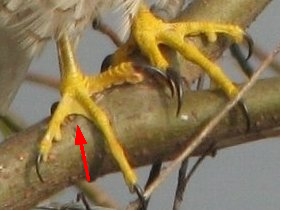 ハイタカの第3趾と第4趾との間に小さな蹼