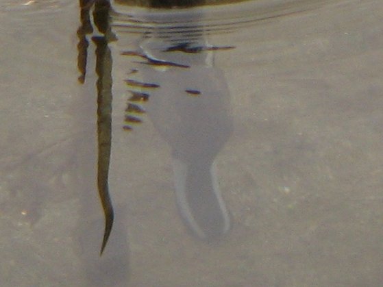 水底に首をのばして採餌するオナガガモ - 拡大