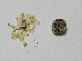 削りとった仮種皮(左)とナンキンハゼの種子