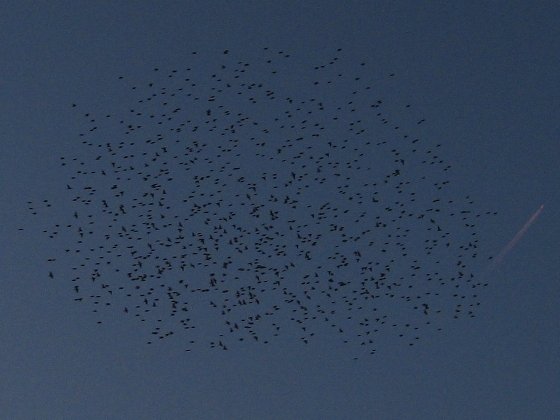 塒(ねぐら)の上空を鳴きながら飛び回るムクドリの群れ(1000羽以上)