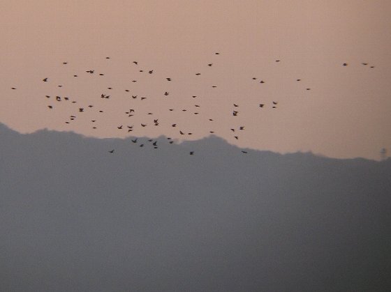 夕暮れ、塒(ねぐら)へ向かうムクドリの群れ(約90羽)