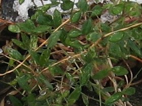 カラスノエンドウの冬の葉