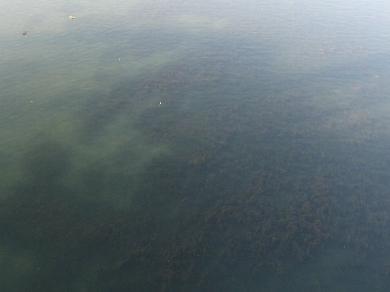 川底にまとまって生えるオオカナダモ。左上にホシハジロ(左)とハシビロガモが浮いています。