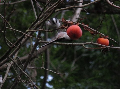 エナガが柿(かき)を食べているもう一羽に近づく