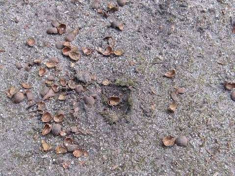 ハシボソガラスが割った団栗(どんぐり)の殻が散乱した地面。中央にはくぼみ。