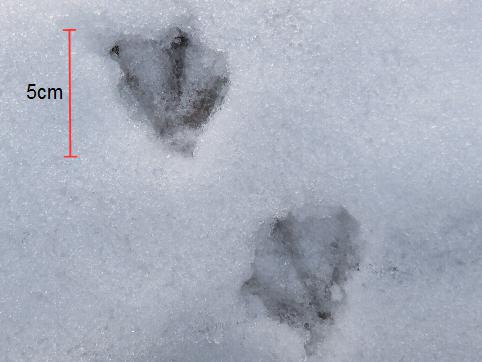 ヒドリガモの雪上の足跡。足のサイズは約5cmで、第1趾(後趾)は第4趾(体の外側の趾)の反対に伸びている。
