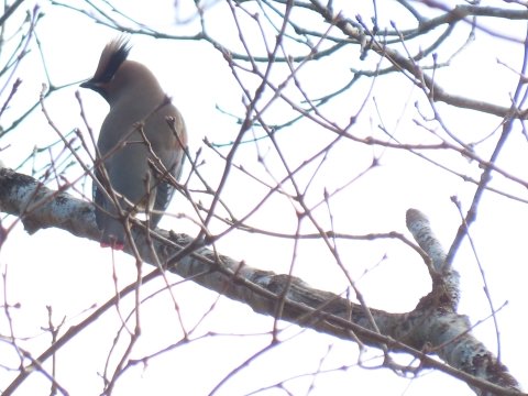 �q�����W���N