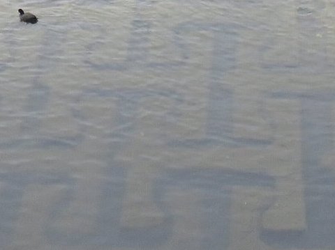 カタカナの「エ」の字型のコンクリート・ブロックが敷き詰められた川底。左上はオオバン。