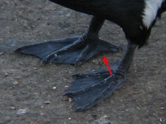 カワウの左前から見たカワウの足先。第1趾(後趾)と第2趾との間にも蹼(みずかき)があります。