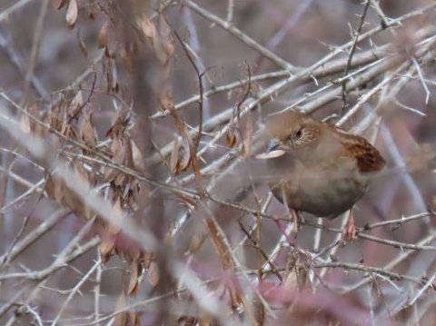 �J���N�O�����^�P�j�O�T�̎�(��q)��H�ׂ�