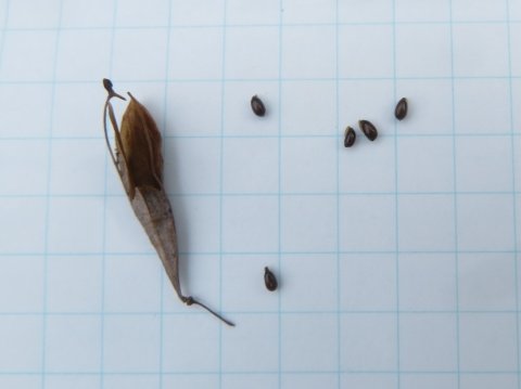 �^�P�j�O�T�̂���Ǝ�q