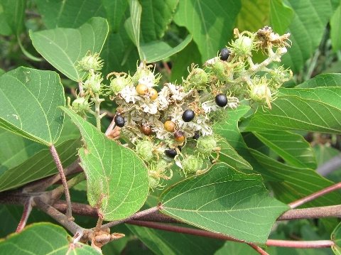 アカメガシワの果実と黒い種子