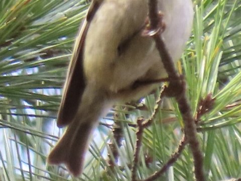 �L�N�C�^�_�L�̉�����(���тƂ�)