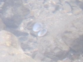 シジミの仲間と思われる二枚貝の殻