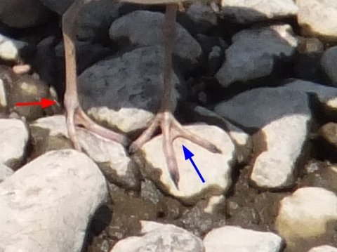 コチドリの足を右正面から。後趾がない(赤の矢印)。蹼(みずかき)がある(青の矢印)。