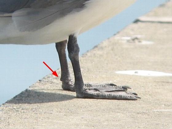 ミツユビカモメの左足の第一趾。わずかな突起状で爪が見えません。