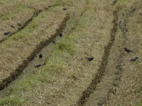 ムクドリが稲刈り直後の田んぼで採餌する