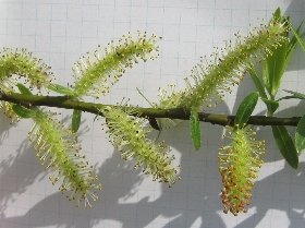 ヤナギの雄花(おばな)(罫線の幅は5mmです)