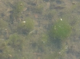 糸状の藻類の塊