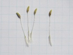 セイヨウタンポポの未熟な実(種子)(罫線の幅は5mmです)