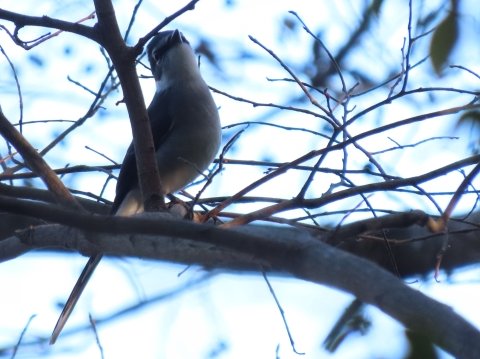 �����E�L���E�T���V���E�N�C����