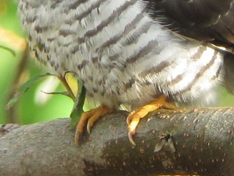 対趾足(たいしそく) - ツツドリの幼鳥 - 拡大
