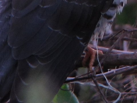 対趾足(たいしそく) - ツツドリの幼鳥 - 右後方から
