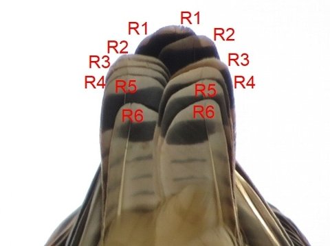 チョウゲンボウの尾羽のたたまれ方。最外の R6 から中央の R1 まで順に上にたたまれています。