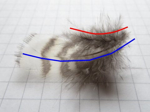 ヤマシギの体羽の後羽。赤が後羽に沿った線、青が後羽の付いている羽の軸に沿った線です。
